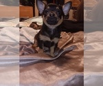 Small Photo #4 Chihuahua Puppy For Sale in PHILADELPHIA, PA, USA