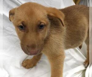 Mutt Dogs for adoption in Thief River Falls, MN, USA