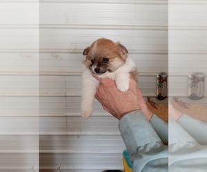 Pomeranian Dog for Adoption in GREENFIELD, Ohio USA