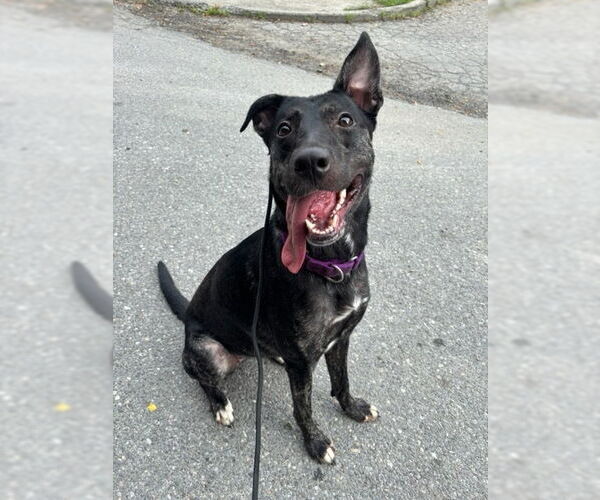 Medium Photo #2 Holland Shepherd-Unknown Mix Puppy For Sale in Brewster, NY, USA