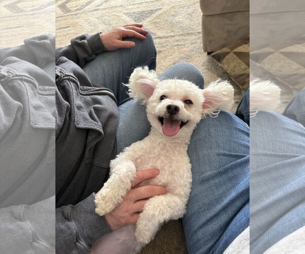 Medium Photo #2 Bichon Frise Puppy For Sale in Rockaway, NJ, USA