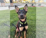 Small Mutt
