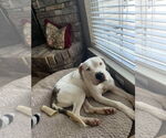 Small #3 American Staffordshire Terrier Mix