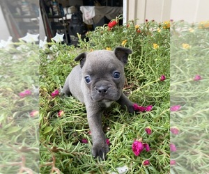 Faux Frenchbo Bulldog Puppy for sale in FREDONIA, KS, USA