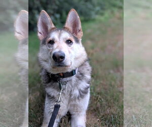 Siberian Husky-Unknown Mix Dogs for adoption in Bellevue, WA, USA