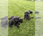 Small Photo #2 Shepadoodle Puppy For Sale in UTICA, NY, USA