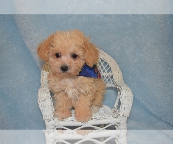 Medium Photo #4 Maltipoo Puppy For Sale in SANGER, TX, USA