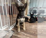 Small #2 German Shepherd Dog Mix