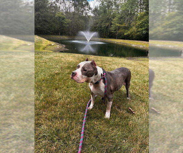 Medium Photo #9 American Staffordshire Terrier Puppy For Sale in Cranford, NJ, USA