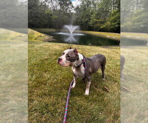 Betty - Female American Staffordshire Terrier Dog for Adoption - Photo #9