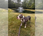 Small #8 American Staffordshire Terrier