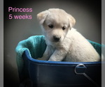 Small Photo #3 Alusky-Golden Labrador Mix Puppy For Sale in CALDWELL, ID, USA
