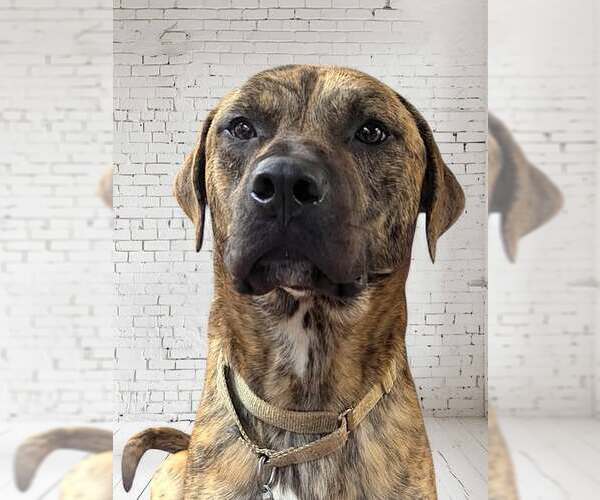 Medium Photo #5 Mastiff-Unknown Mix Puppy For Sale in Westminster, MD, USA