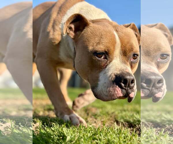 Medium Photo #1 American Pit Bull Terrier Puppy For Sale in Visalia, CA, USA