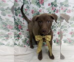 Small #1 Labrador Retriever Mix