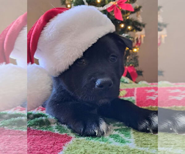 Medium Photo #1 Shepradors Puppy For Sale in Princeton, MN, USA