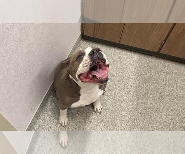 Medium Photo #1 American Bulldog-American Staffordshire Terrier Mix Puppy For Sale in Fort Collins, CO, USA