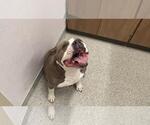 Small American Bulldog-American Staffordshire Terrier Mix