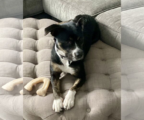 Medium Photo #8 Mutt Puppy For Sale in Spring Lake, NJ, USA