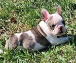 Puppy Gray and white French Bulldog