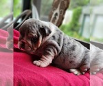 Puppy Blueberry Bulldog