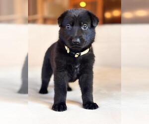 German Shepherd Dog Puppy for sale in ROUND ROCK, TX, USA
