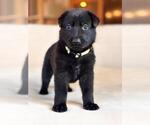 Small German Shepherd Dog
