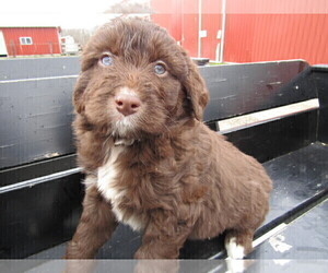 Aussiedoodle Puppy for sale in KOKOMO, IN, USA