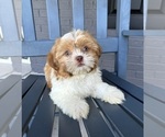 Image preview for Ad Listing. Nickname: Tigger