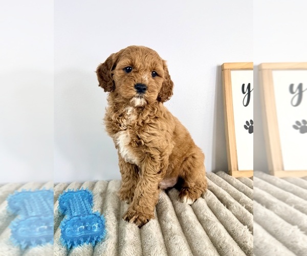 Medium Photo #6 Goldendoodle (Miniature) Puppy For Sale in GREENFIELD, IN, USA