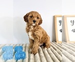 Small #5 Goldendoodle (Miniature)