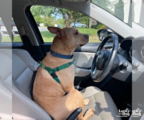 Medium Photo #4 Mutt Puppy For Sale in Washington, DC, USA