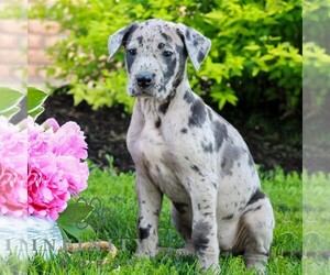 Great Dane Puppy for sale in RICHLAND, PA, USA
