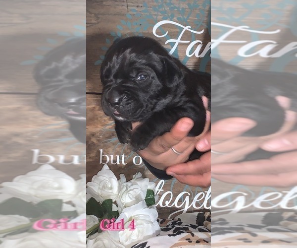 Medium Photo #1 Cane Corso Puppy For Sale in BALTIMORE, MD, USA