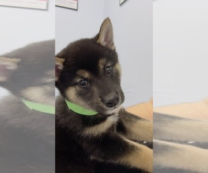 Shiba Inu Puppy for sale in LOS ANGELES, CA, USA