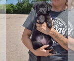 Small #3 Mutt