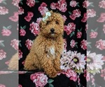 Small Photo #5 Poodle (Toy) Puppy For Sale in QUARRYVILLE, PA, USA
