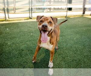 American Pit Bull Terrier-Unknown Mix Dogs for adoption in Orlando, FL, USA