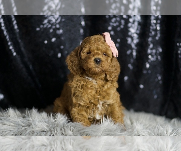 Medium Photo #2 Goldendoodle (Miniature) Puppy For Sale in WARSAW, IN, USA