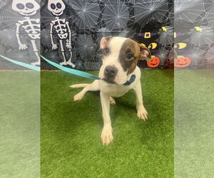 Boxer-Unknown Mix Dogs for adoption in Euless, TX, USA
