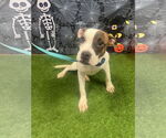 Small Boxer Mix