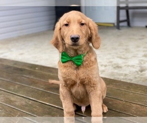 Goldendoodle Puppy for sale in LANCASTER, PA, USA