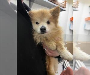 Pomeranian Dogs for adoption in Tracy, CA, USA