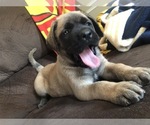 Small Photo #3 Mastiff Puppy For Sale in CHILLICOTHE, OH, USA
