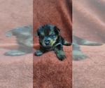 Small Photo #42 Yorkshire Terrier Puppy For Sale in AKRON, OH, USA