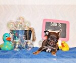 Small Photo #8 Chihuahua Puppy For Sale in CHARLESTON, AR, USA