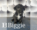 Puppy Biggie Yorkshire Terrier