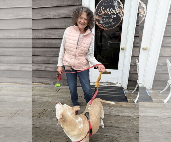 Medium Photo #4 Labrador Retriever-Staffordshire Bull Terrier Mix Puppy For Sale in Bellevue, WA, USA