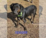 Small Plott Hound Mix
