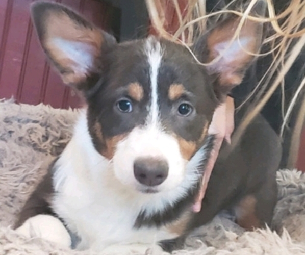 Medium Photo #1 Pembroke Welsh Corgi Puppy For Sale in MILTON, WI, USA